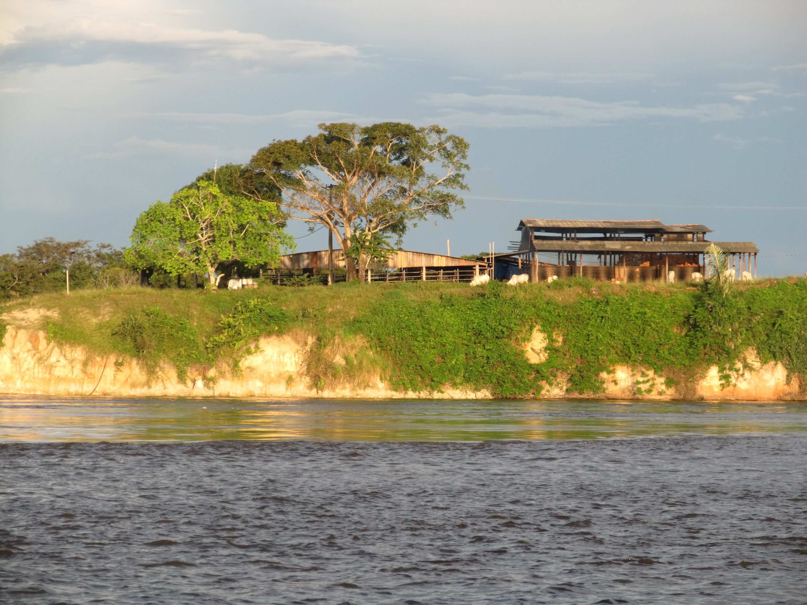 Gado às margens do Rio Amazonas nos arredores de Óbidos (PA). Foto de Daiane de Paula Ciriáco.
